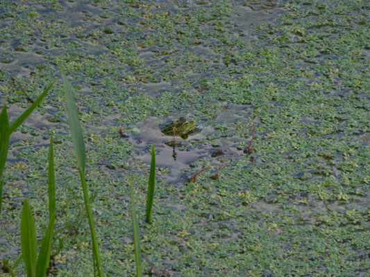 Pelophylax perezi