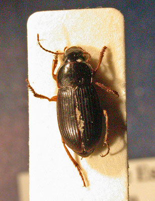 Harpalus luteicornis
