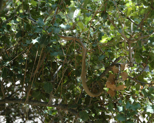 latyceps rubripes