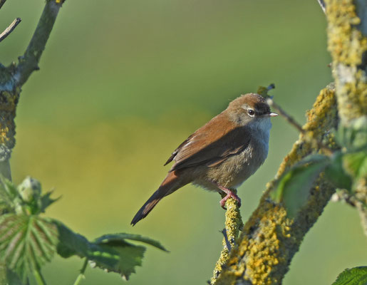 Cetti's zanger