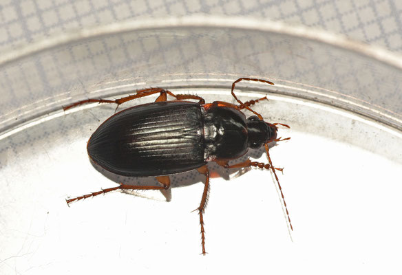 Calathus ambiguus - Grote zandklauw