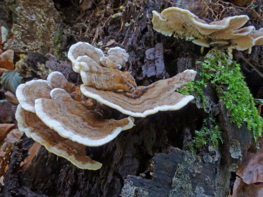 Trametes versicolor - Elfenbankje