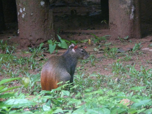 Dasyprocta leporina - Goudhaas, Agouti, Konkoni