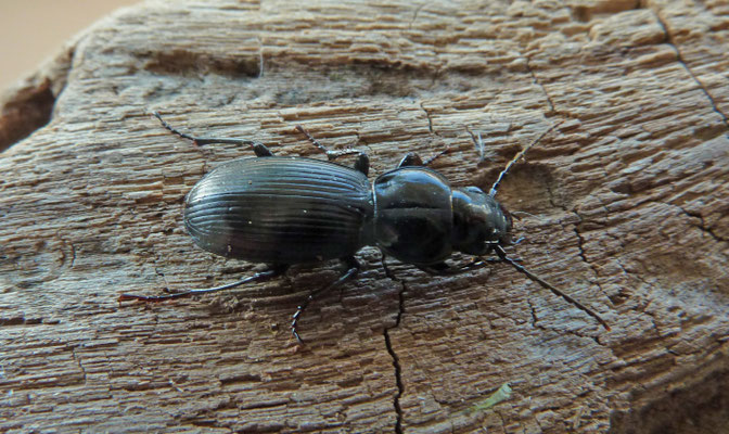 Pterostichus madidus - Rondhalszwartschild