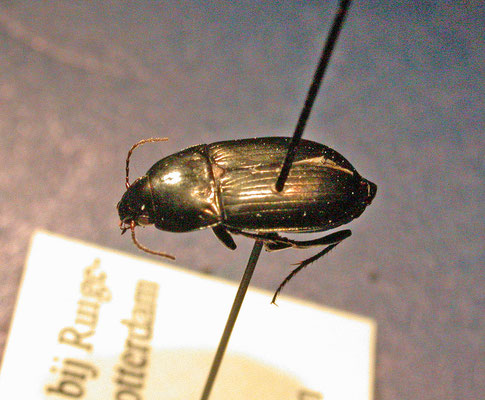 Amara lunicollis