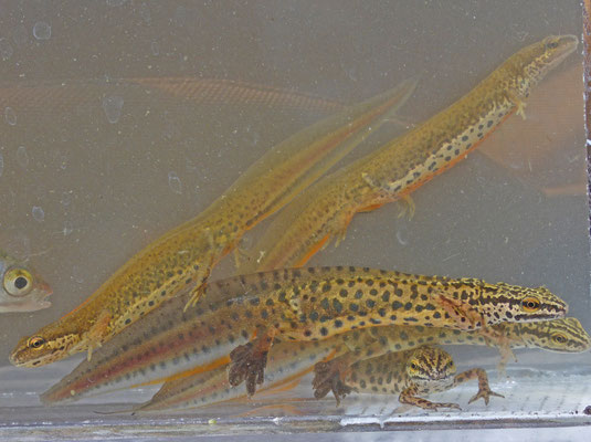 Lissotriton vulgaris graecus - Griekse kleine watersalamander
