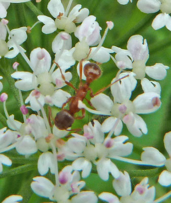 Myrmica species (rubra ws)