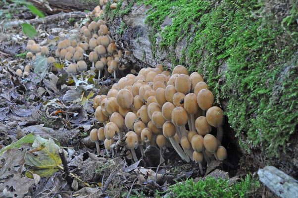 Coprinellus micaceus - Gewone glimmerinktzwam