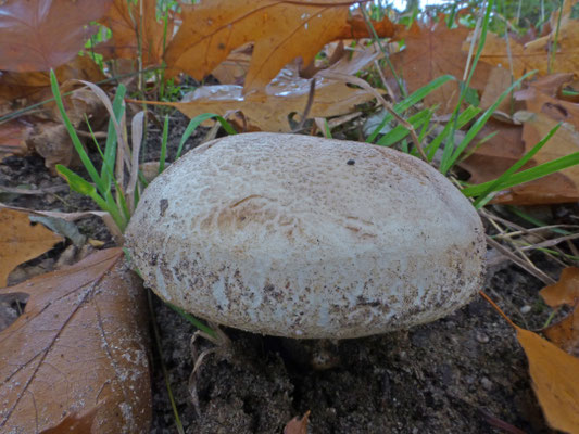 Tricholoma acerbum - Krulzoomridderzwam