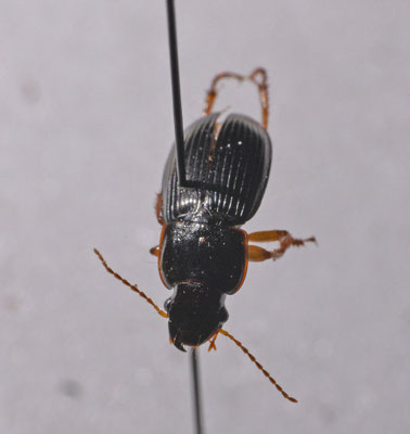 Harpalus latus - Breedkopkruiper