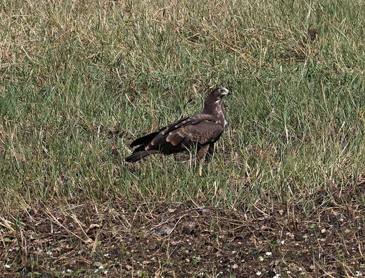 Polyboroides typus - African Harrier-Hawk