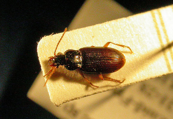 Pogonis luridipennis