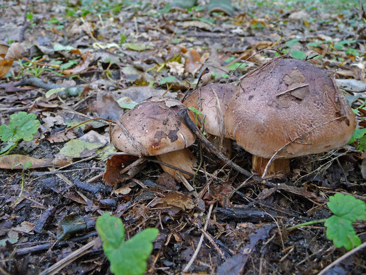 Tricholoma ustale - Beukenridderzwam