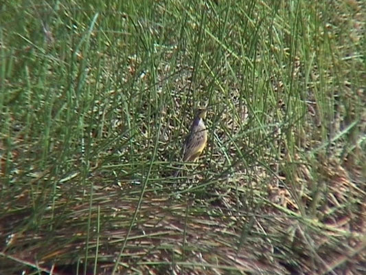 Macronyx croceus - Yellow-throuted Longclow