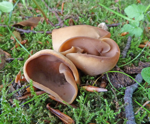 Otidea onotica - Gewoon varkensoor
