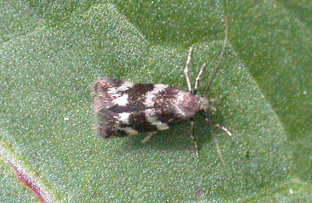 Elachista apicipunctella - Zilverpuntgrasmineermot