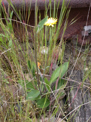 Hieracium laevigatum - Stijf havikskruid
