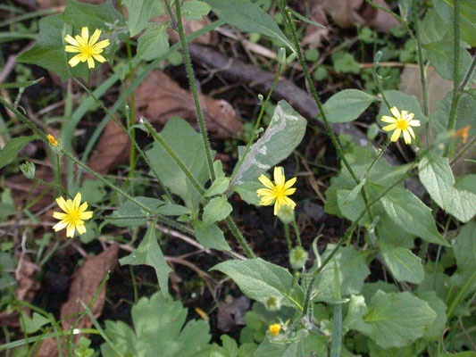 Lapsana communis - Akkerkool