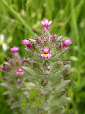 Parentucellia latifolia