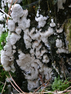 Schizopora paradoxa - Witte tandzwam