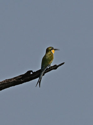 Merops hirundineus - Swallow-tailed Bee-eater