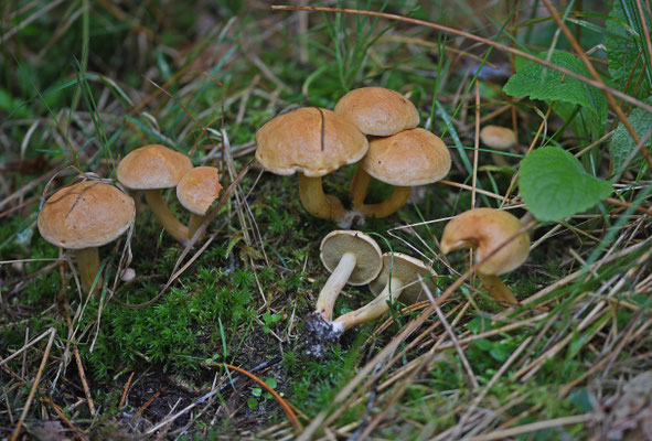 Suillus bovinus - Koeienboleet