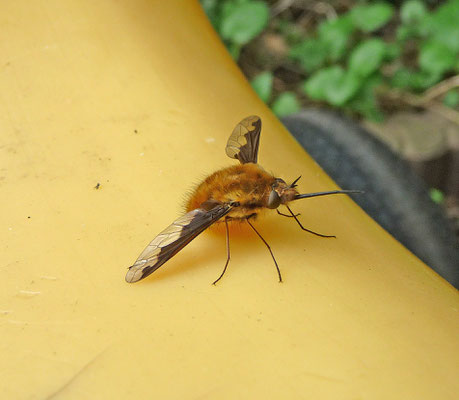 Bombylius major - Gewone wolzwever