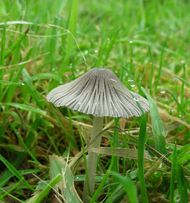 Parasola plicatilis sl - Plooirokje