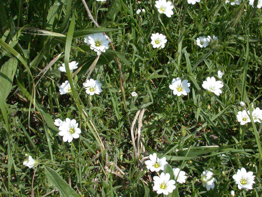 Cerastium arvense - Akkerhoornbloem