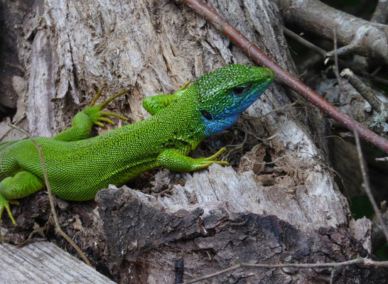 Oostelijke smaragdhagedis (Lacerta viridis)