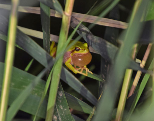 Lemon-yellow treefrog (Hyla savignyi)