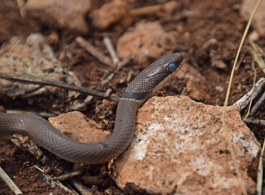 Reddish Whip Snake (Platyceps collaris) 