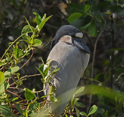 Boat-billed Heron