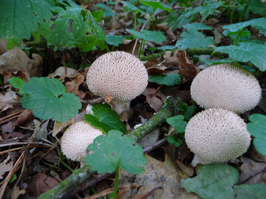 Lycoperdon perlatum - Parelstuifzwam