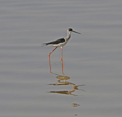 Himantopus himantopus - Black-winged Stilt