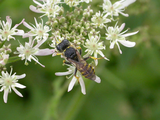 Ectemnius species