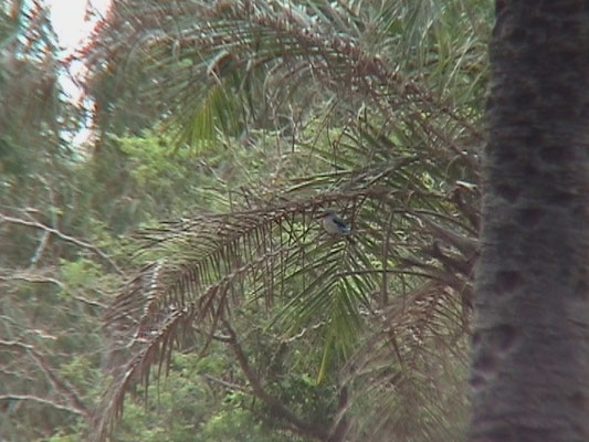 Woodland Kingfisher