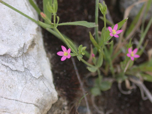 Centaurium pulchellum - Fraai duizenguldenkruid