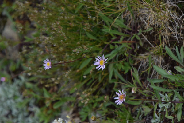 Erigeron uniflorus