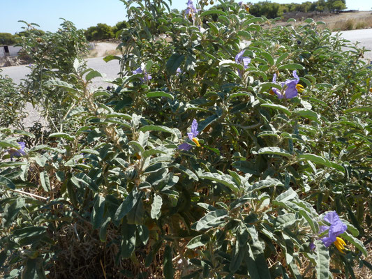 Solanum sodomaeum