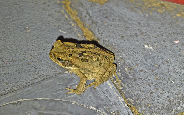 Rhinella marina