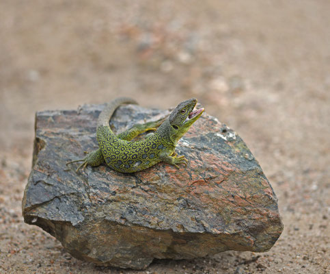 Parelhagedis