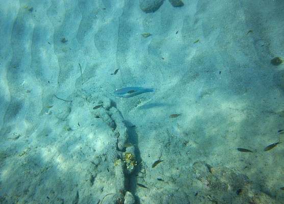 Scarus iserti?
