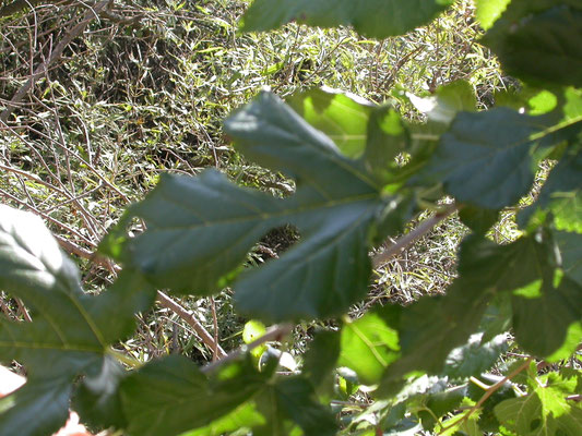 Acer obtusatum