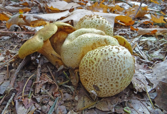Pseudoboletus parasiticus - Kostgangerboleet