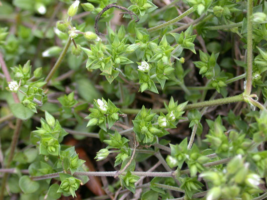 Arenaria serpyllifolia - Gewone zandmuur