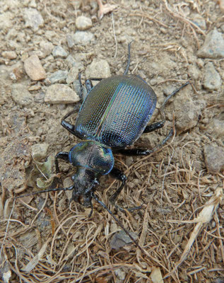 Calosoma inquisator