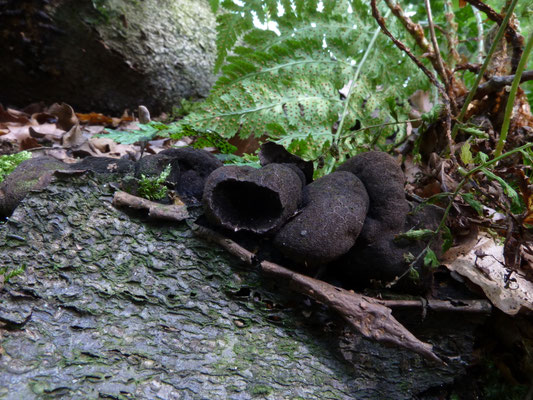 Xylaria polymorpha - Houtknotszwam