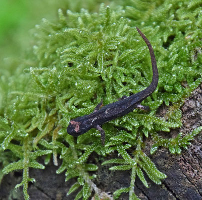 Noordelijke brilsalamander (Salamandrina perspicillata)