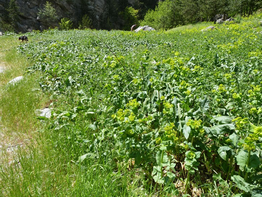veld Smyrnium perfoliatum